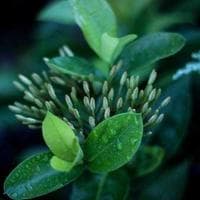 Norrköping Måleritjänst logotyp