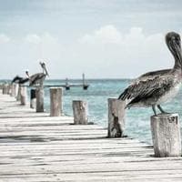 Helsingborg Flytt logotyp