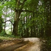 Uppsala Hairsalong logotyp