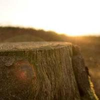 Malmö Bostäder logotyp