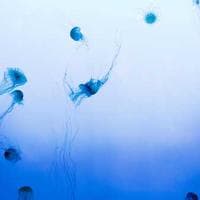 Uppsala Byggsnickare logotyp